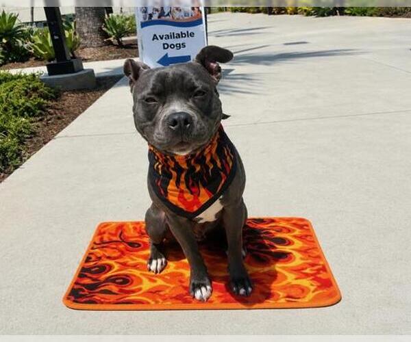 Medium Photo #3 Mutt Puppy For Sale in Orange, CA, USA
