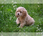 Small #4 Cocker Spaniel