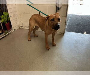 Mastiff-Unknown Mix Dogs for adoption in San Bernardino, CA, USA