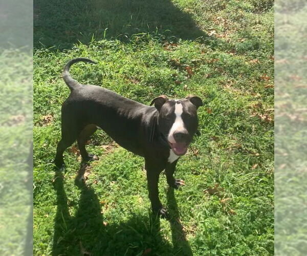 Medium Photo #11 American Pit Bull Terrier-Unknown Mix Puppy For Sale in McKinney, TX, USA