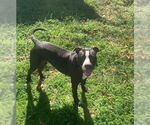 Small #10 American Pit Bull Terrier Mix