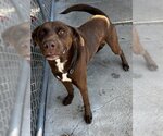 Small Photo #7 Labrador Retriever-Unknown Mix Puppy For Sale in North Myrtle Beach, SC, USA