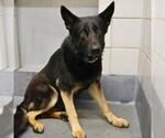 Small German Shepherd Dog Mix