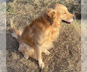 Father of the Golden Labrador puppies born on 06/02/2025