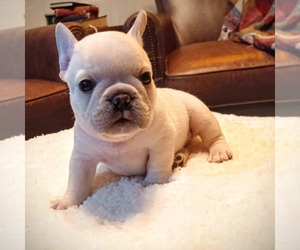 French Bulldog Puppy for sale in MILLINGTON, MI, USA