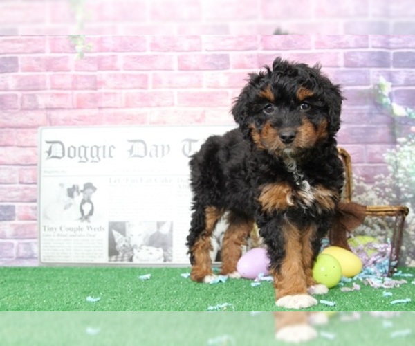 Medium Photo #2 Aussie-Poo Puppy For Sale in BEL AIR, MD, USA