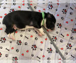 Small Photo #5 Miniature Australian Shepherd Puppy For Sale in SANFORD, NC, USA