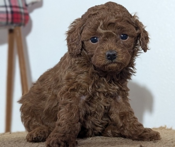 Medium Photo #3 Poodle (Miniature) Puppy For Sale in GOSHEN, IN, USA