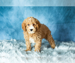 Small Photo #4 Poodle (Miniature) Puppy For Sale in SHIPSHEWANA, IN, USA