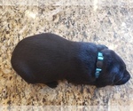 Small Photo #10 Labrador Retriever Puppy For Sale in CORDELE, GA, USA