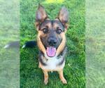 Small #2 German Shepherd Dog Mix