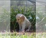 Small Photo #8 Goldendoodle Puppy For Sale in LIVE OAK, FL, USA