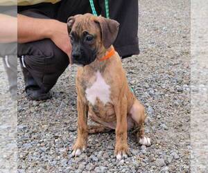 Boxer Puppy for sale in ARTHUR, IL, USA