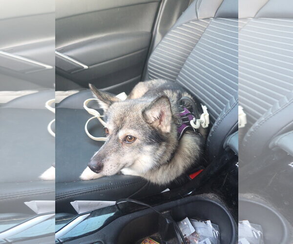 Medium Photo #3 Pomsky Puppy For Sale in Holly Springs, NC, USA