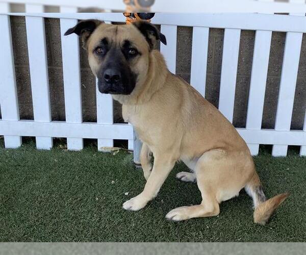 Medium Photo #1 German Shepherd Dog-Unknown Mix Puppy For Sale in Modesto, CA, USA