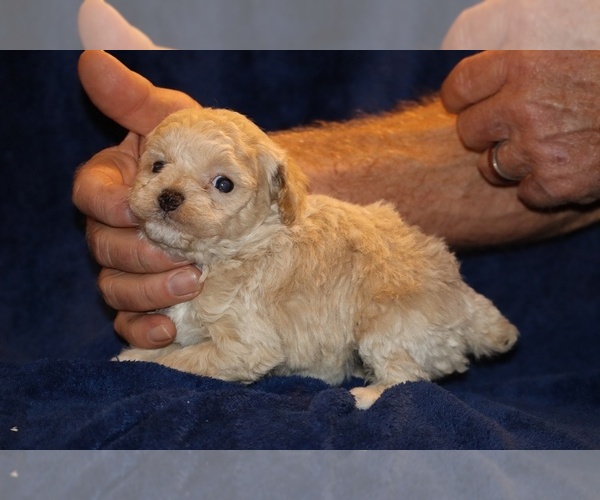 Medium Photo #5 Poodle (Toy) Puppy For Sale in DYERSBURG, TN, USA
