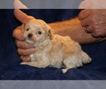 Small #4 Poodle (Toy)