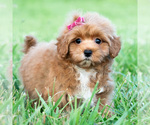 Puppy Iris Maltipoo (Toy)