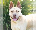Small #1 Gerberian Shepsky