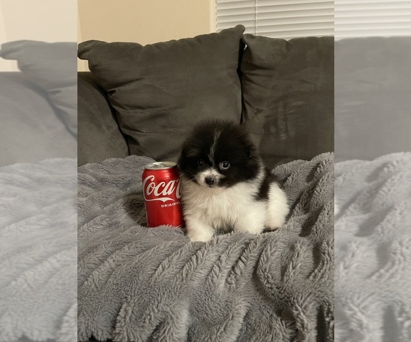 Medium Photo #13 Pomeranian Puppy For Sale in BAKERSFIELD, CA, USA