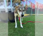 GAMBIT - Male Doberman Pinscher-Siberian Husky Mix Dog for Adoption - Small photo