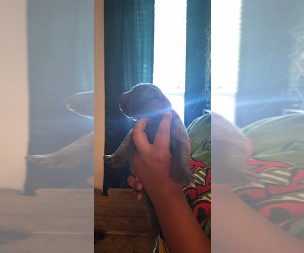 Medium Photo #3 Cane Corso Puppy For Sale in KERMAN, CA, USA