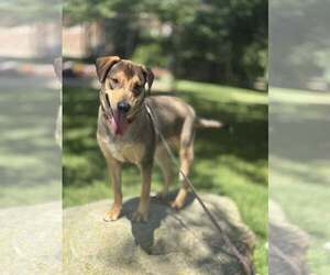 Doberman Pinscher-Unknown Mix Dogs for adoption in Aurora, OH, USA