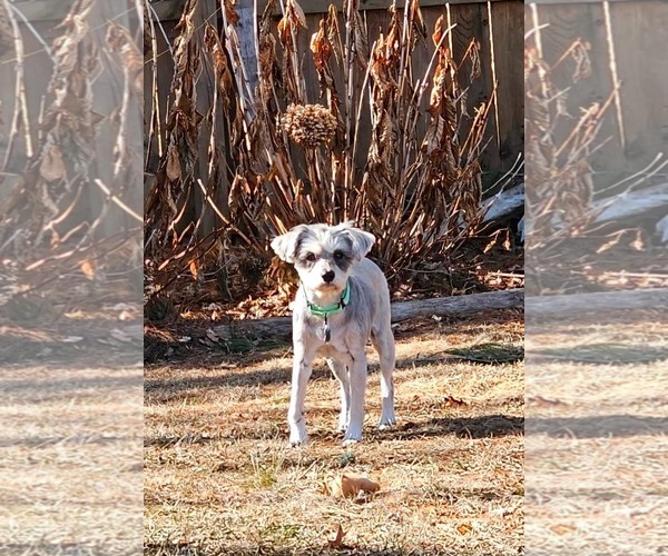 Medium Photo #2 Shih Tzu-Unknown Mix Puppy For Sale in New London, WI, USA
