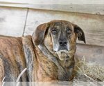 Small Plott Hound Mix