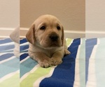 Small Photo #9 Labrador Retriever Puppy For Sale in LELAND, NC, USA