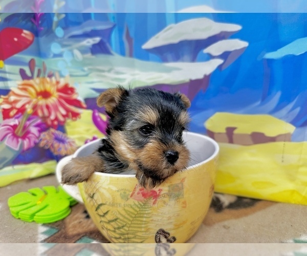 Medium Photo #1 Yorkshire Terrier Puppy For Sale in CASSVILLE, MO, USA