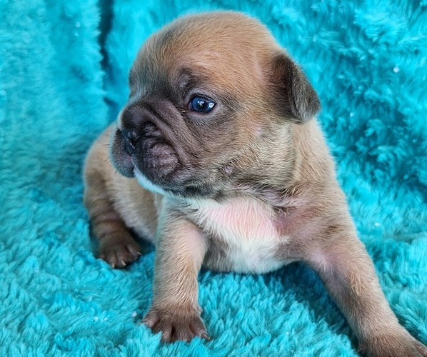 Medium Photo #4 French Bulldog Puppy For Sale in LAS VEGAS, NV, USA