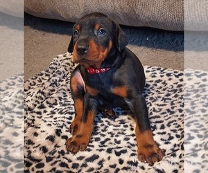 Doberman Pinscher Puppy for sale in NATRONA HEIGHTS, PA, USA