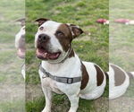 Small #1 American Pit Bull Terrier