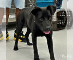 Small #2 Labrador Retriever-Retriever  Mix