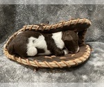 Puppy 2 Poodle (Standard)