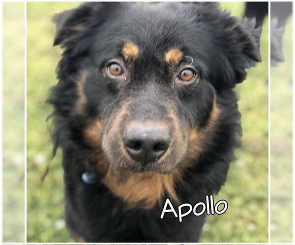 Medium Photo #3 Bernese Mountain Dog-Collie Mix Puppy For Sale in Houston, TX, USA