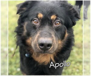 Apollo - Male Bernese Mountain Dog-Collie Mix Dog for Adoption - Photo #3