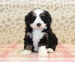 Small #2 Miniature Bernedoodle