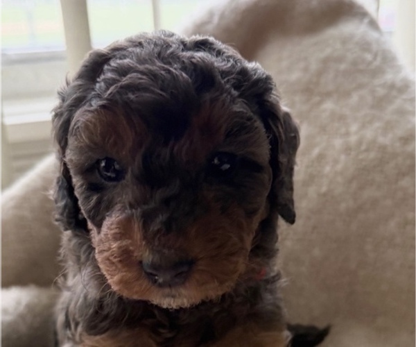 Medium Photo #1 Goldendoodle (Miniature) Puppy For Sale in OAK LAWN, IL, USA