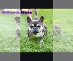 Small Photo #5 French Bulldog Puppy For Sale in SUNNYSIDE, WA, USA