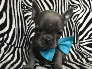 French Bulldog Puppy for sale in QUARRYVILLE, PA, USA