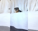 Small #1 Yorkshire Terrier