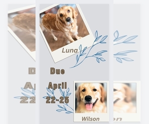 Golden Retriever Puppy for sale in ANDERSON, IN, USA