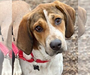 English Foxhound-Unknown Mix Dogs for adoption in Canton, CT, USA