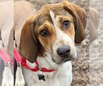 Small Photo #1 English Foxhound-Unknown Mix Puppy For Sale in Canton, CT, USA