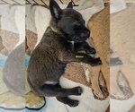 Small Photo #2 Mutt Puppy For Sale in Bellevue, WA, USA