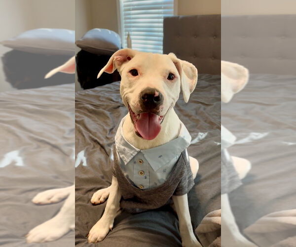 Medium Photo #23 American Pit Bull Terrier-Unknown Mix Puppy For Sale in Mooresville, NC, USA