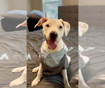 Small #22 American Pit Bull Terrier Mix