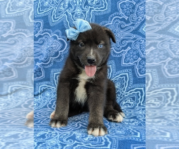 Medium Photo #6 Labrador Retriever-Sharberian Husky Mix Puppy For Sale in LINCOLN UNIV, PA, USA